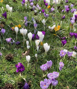 Krokusse am Gemeindezentrum