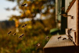 Bienenstock